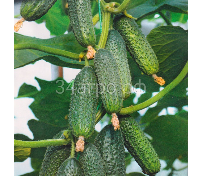 Огурец Страж F1 500 семян