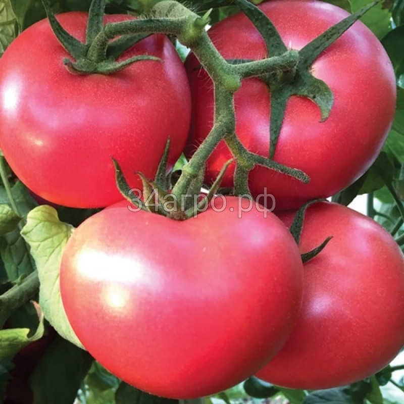 Томат Джина Розовая 20 гр.