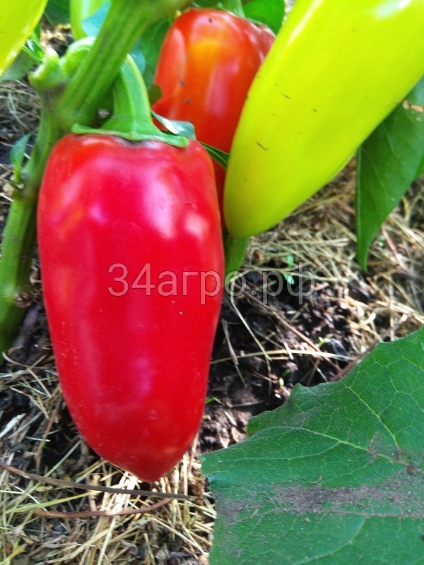 Перец Ласточка 50 гр.