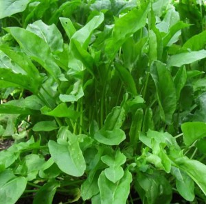 Щавель Бельвильский 100 гр.