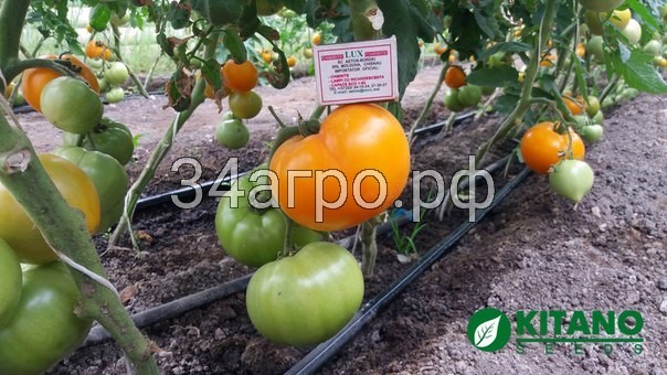 Томат Осуми (KS 10) F1 25 семян