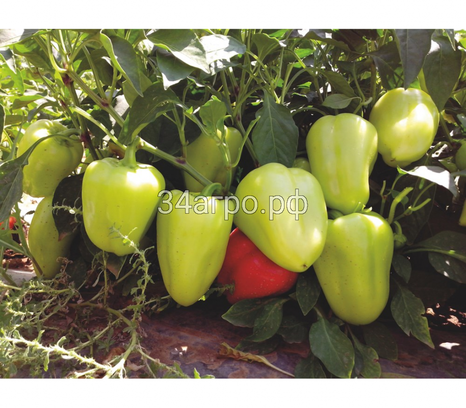 Перец сладкий Анетта F1 50 семян