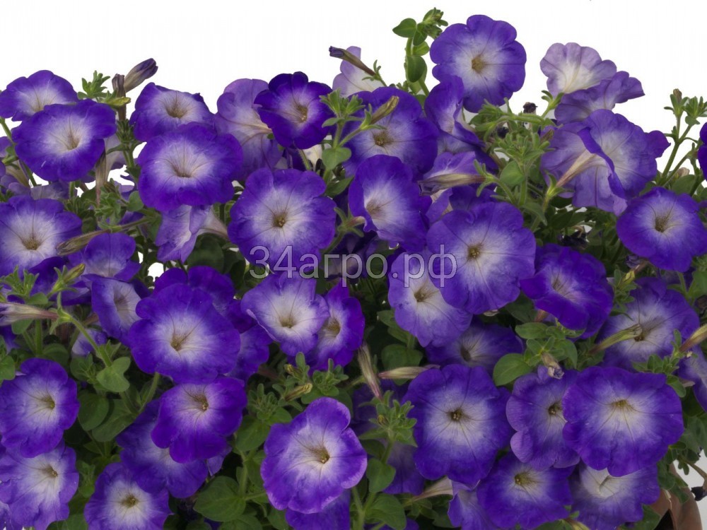 Петуния мультифлора Джоконда Сатурн Блю 100 драже