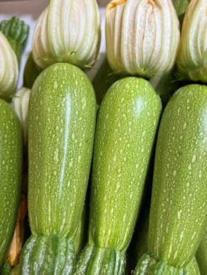 Кабачок (мини с цветком) Булус F1 100 семян