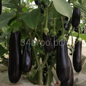 Баклажан Тузан F1 (Бессеменой) 10 семян