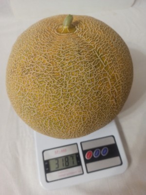 Дыня Ванда F1 (KS 517) 100 семян