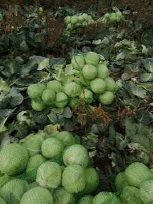 Капуста белокочанная KS 60 F1 100 семян