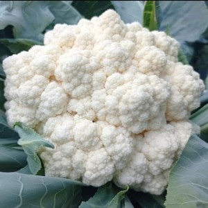 Капуста цветная Вайтекс F1 2500 семян
