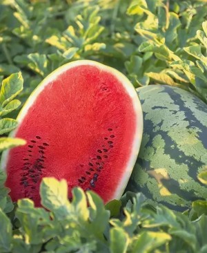 Арбуз ТамТам F1 25 семян