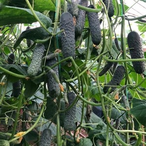 Огурец Ведрас F1 25 семян