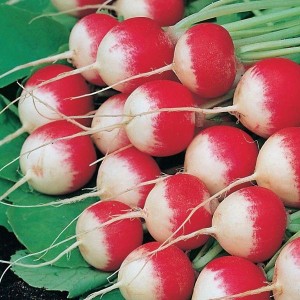 Редис Маяк 20 гр.