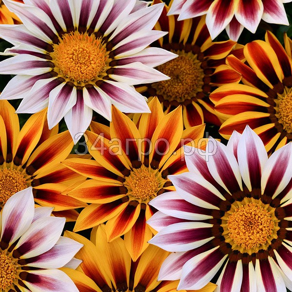 Газания Нью Дэй Микс 100 семян