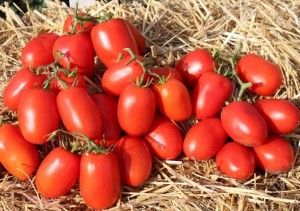 Томат Дино F1 1000 семян