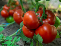 Томат Агилис F1 25 семян ENZA ZADEN