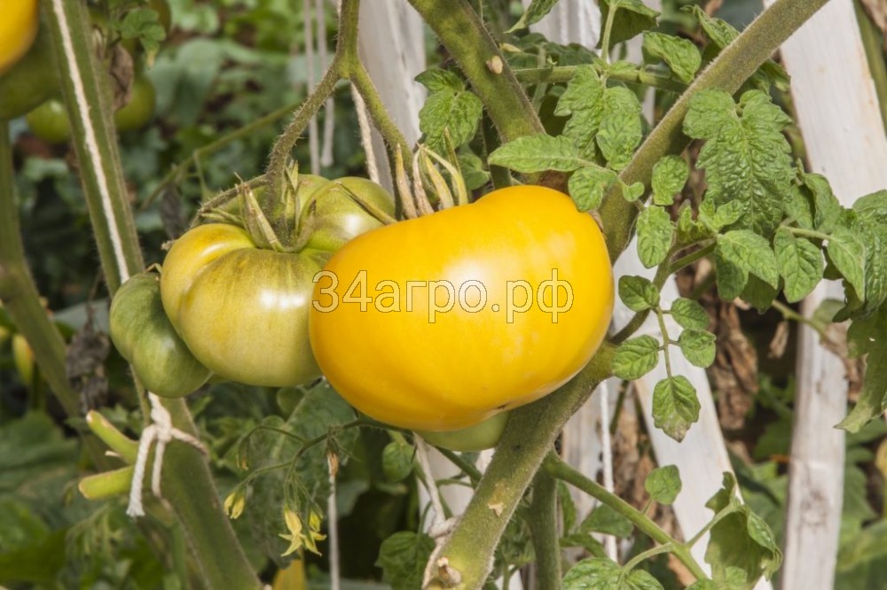 Томат Гигант лимонный 9 гр.